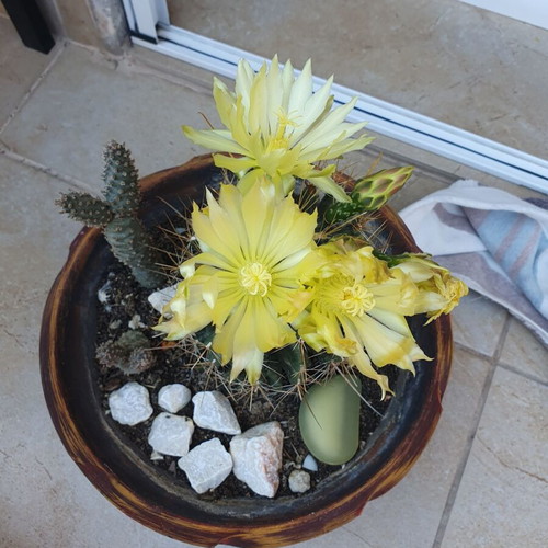 Ferocactus cactus like new, blooming and beautiful