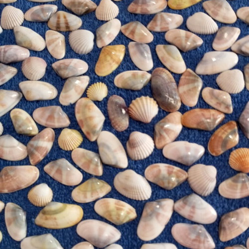Jar of seashells like new, colorful for crafts and candle making