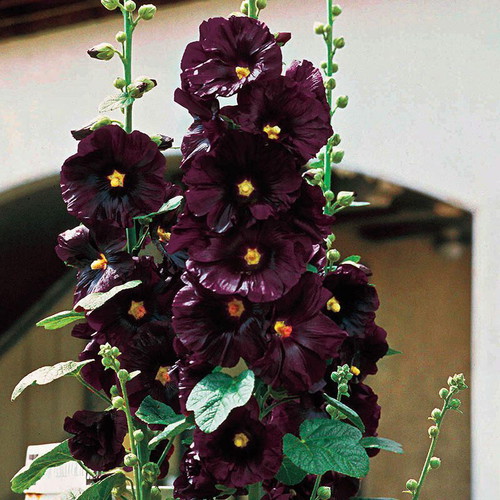 Rosea Nigra Hollyhock black flower seeds, pack of 20