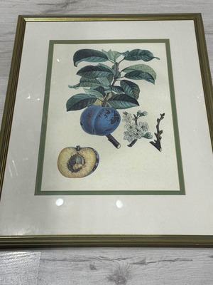 Framed Botanical Print of Prunus Used Decorative Wall Art