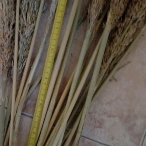 Bamboo branches bundle 1 meter like new