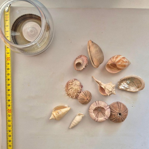 Decorative seashells like new, medium size, pack of 11