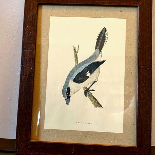 Engraving from England Grey Shrike like new