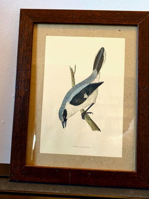 Engraving from England Grey Shrike like new