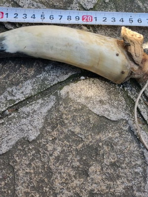 Powder horn used, condition as shown in photos