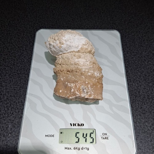 Fossilized Horn Coral with Calcite Crystals like new, 545g