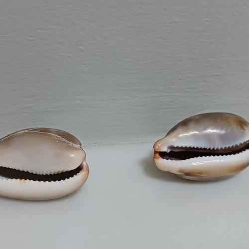 Two Lurida shells new, length 43 and 44 mm