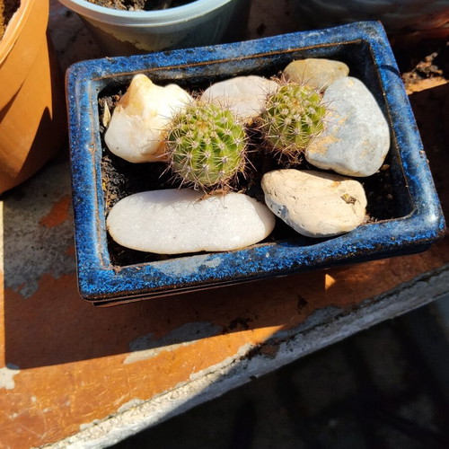 Echinopsis cacti set of 2 in handmade ceramic pot, new
