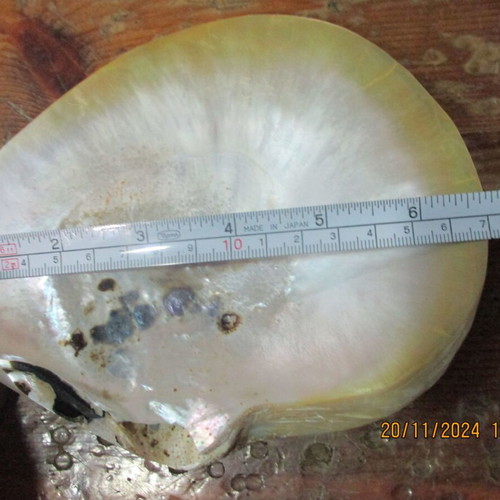 Mother of pearl M.O.R cabochons and shell pack new