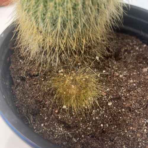 Cleistocactus 12cm height with baby cactus new