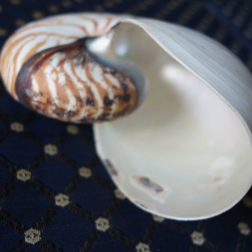 Decorative Nautilus Pompilius shell used