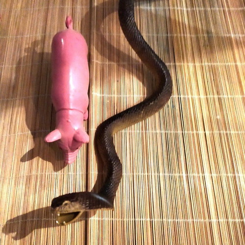 Plastic animals snake and pig