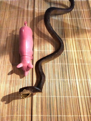 Plastic animals snake and pig