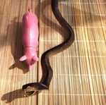 Plastic animals snake and pig