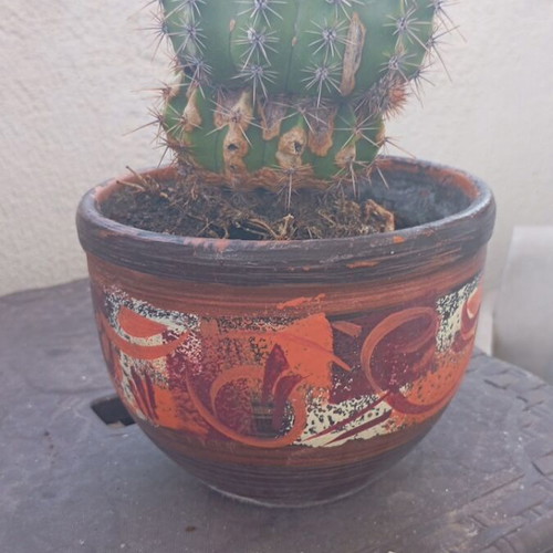 Echinopsis cactus large in hand-painted ceramic pot like new
