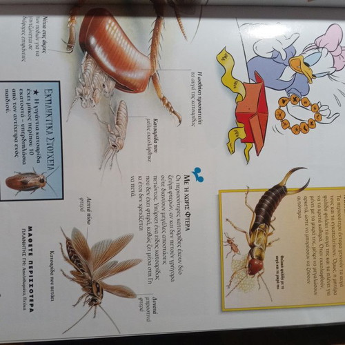 Insects and Spiders children's encyclopedia like new