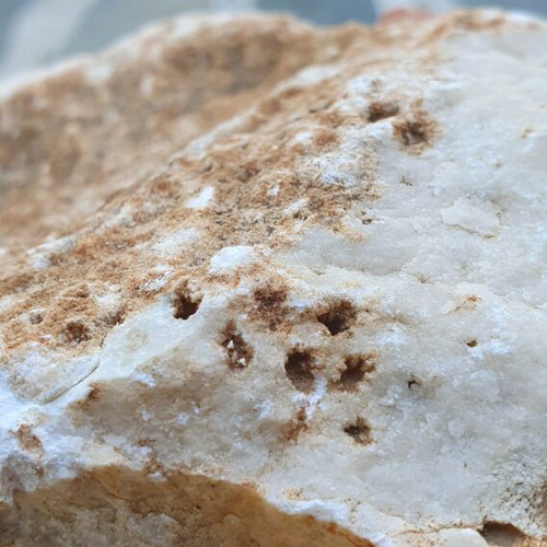 Fossilized coral like new, Greek collectible