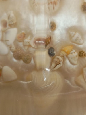 Soap dish with shells new