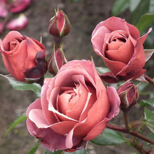 Chocolate Rose seeds, pack of 25