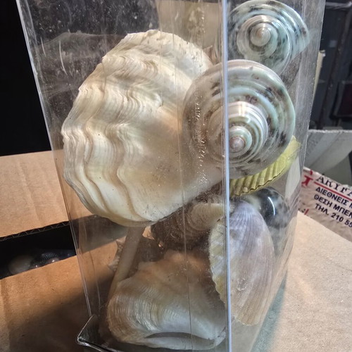 Set of natural decorative seashells and shells, coastal decor