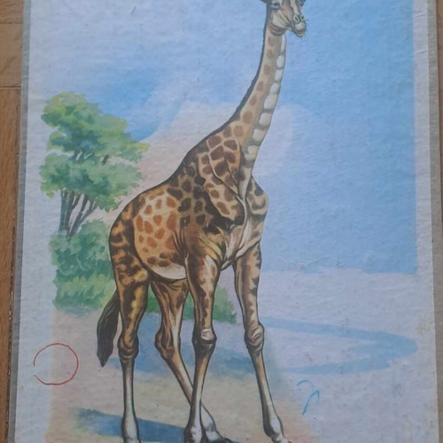 Vintage school poster giraffe used, hardboard