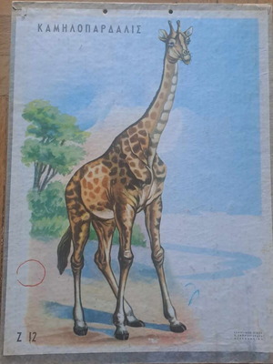 Vintage school poster giraffe used, hardboard