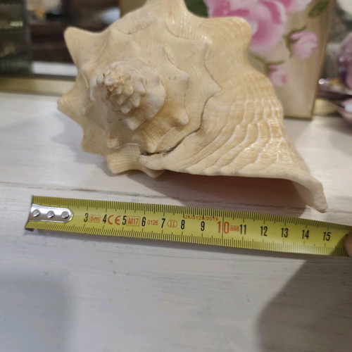 Large natural shell like new