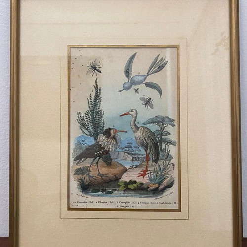 Antique 1856 Engraving like new with birds and insects