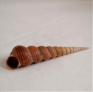 ΚΟΧΥΛΙΑ Natural Conch Shell cony 13,5cm