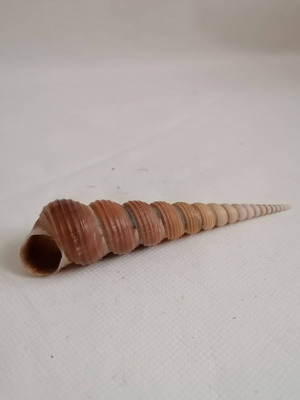 Κοχύλι Natural Conch Shell cony 13,5cm μεταχειρισμένο