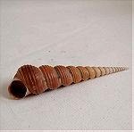  ΚΟΧΥΛΙΑ Natural Conch Shell cony 13,5cm