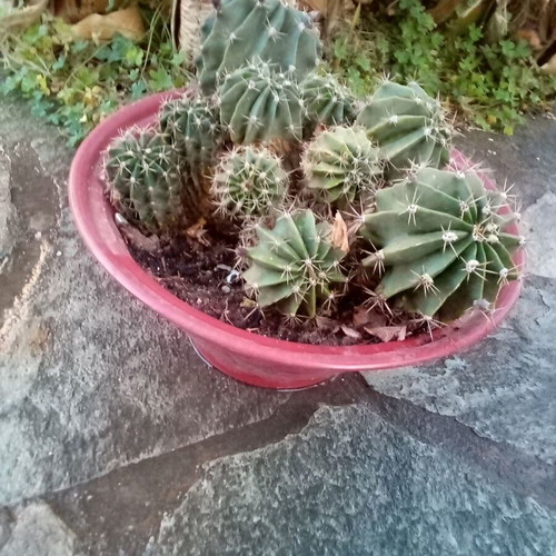 Flowerpot with cacti used