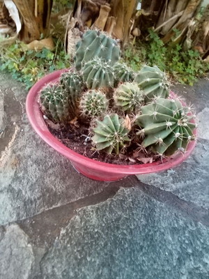 Flowerpot with cacti used