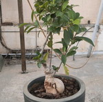 Bonsai plant new