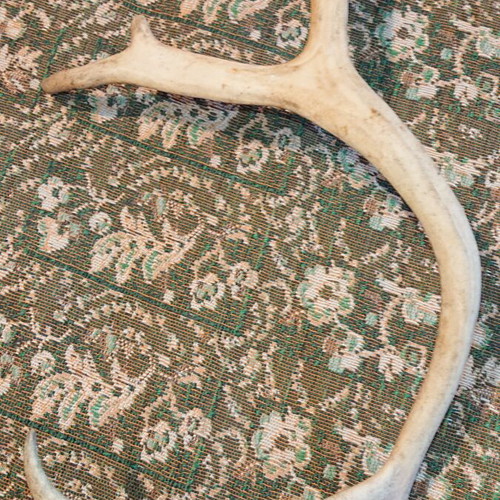 Northern deer antler like new, size as shown