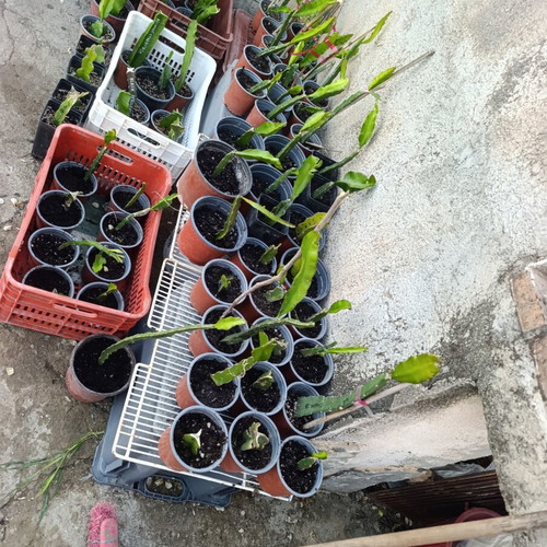 Dragon Fruit Rooted Plants