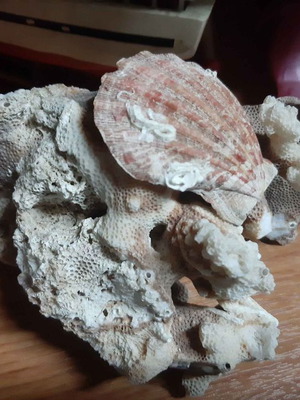 Coral used for marine aquarium or decoration