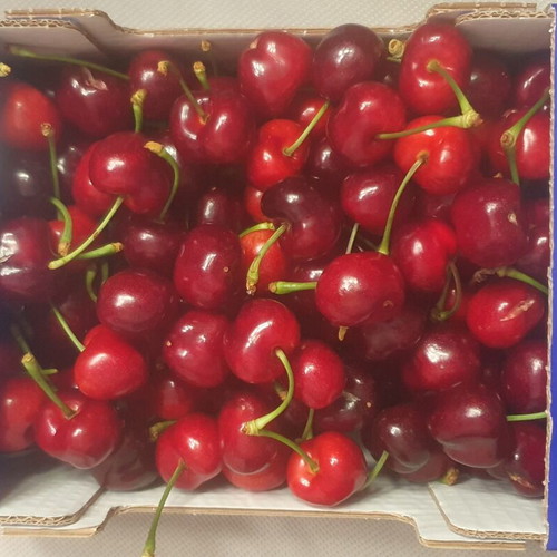 Fresh cherries direct from the field, new