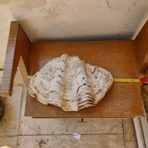 Fossilized giant pearl 35 cm like new