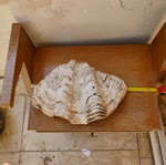 Fossilized giant pearl 35 cm like new
