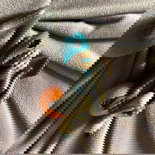 Κογιότ φιγούρα