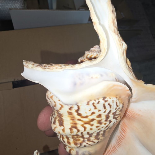Natural Lambis Harpago Chiragra seashell used, coastal decor