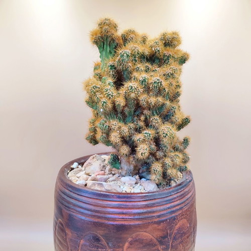 Cereus Peruvianus Monstrosus cactus in ceramic pot new