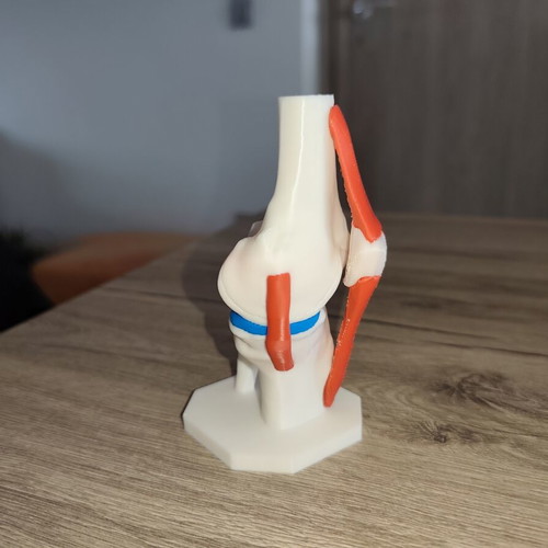 3D Anatomical Model of Knee Joint new, detailed and colored