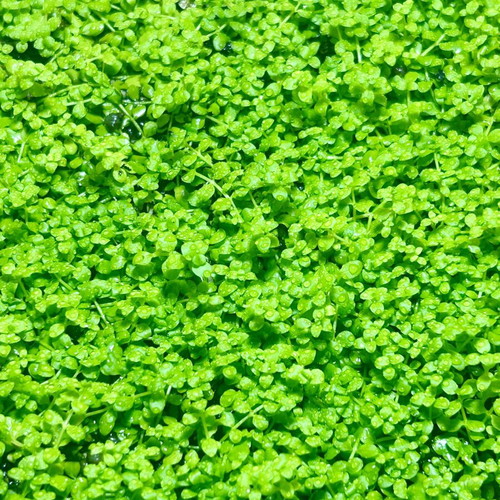 Micranthemum tweediei ‘Monte Carlo’ aquarium plant new
