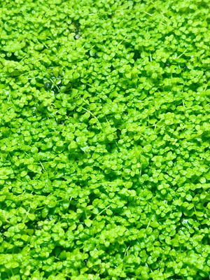 Micranthemum tweediei ‘Monte Carlo’ aquarium plant new