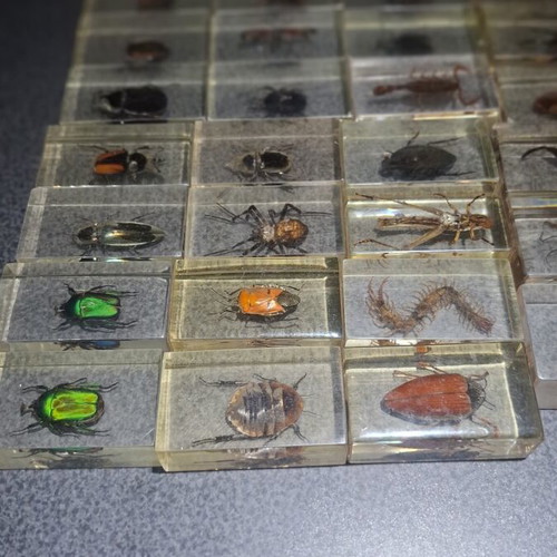 Insect and Arthropod Collection like new, 27 pieces in resin