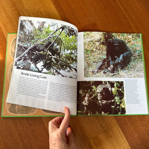 Monkeys and Apes children's book in English like new, hardcover