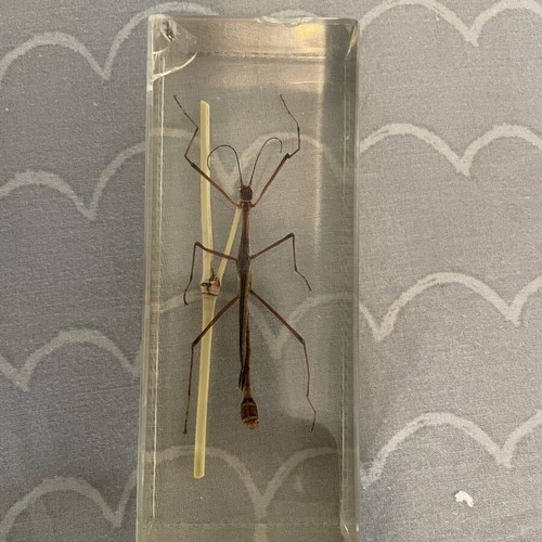 Collection of 9 insects and arthropods in resin