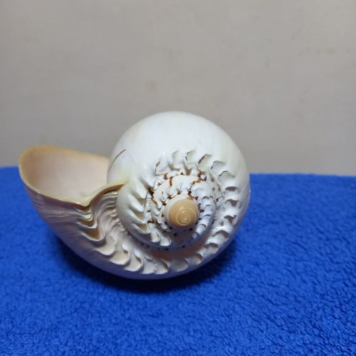 Melo Diadema seashell used, nautical decoration